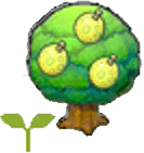 Wilbirbaumsetzling