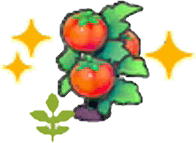 Blühende Tomatenpflanze (Gedüngt)