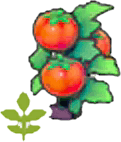 Blühende Tomatenpflanze
