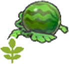 Blühende Melonenpflanze