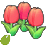 Niedlichblumensamen