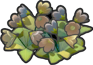 Vertrocknete Wiesenblumen