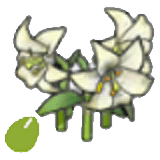 Samen eleganter Blumen