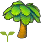 Palmensetzling