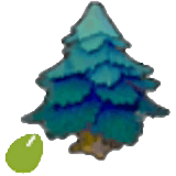 Spitzbaumsamen