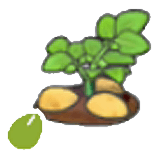 Kartoffelsamen