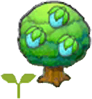 Fragiabaumsetzling