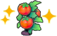 Ausgewachsene Tomatenpflanze (Gedüngt)