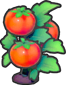 Ausgewachsene Tomatenpflanze