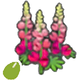 Kraftblumensamen