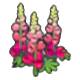 Kraftblumen