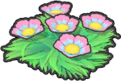 Seeblumen (Rosa)