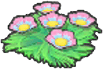Seeblumensamen (Rosa)