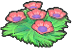 Seeblumensamen (Rot)