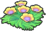 Seeblumensamen (Gelb)