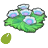 Seeblumensamen