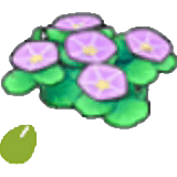 Küstenblumensamen