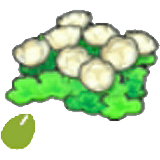 Wolkenblumensamen
