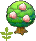 Junger Pirsifbaum