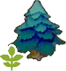 Junger Spitzbaum