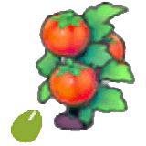 Tomatensamen