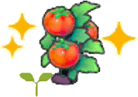 Tomatensetzling (Gedüngt)