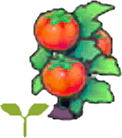 Tomatensetzling