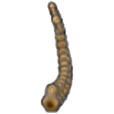 Tundra-Fossil (Schwanz)