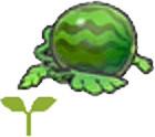 Melonensetzling