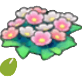 Wiesenblumensamen